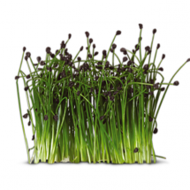 01Chives