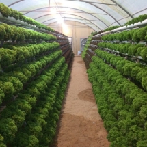 Farm1