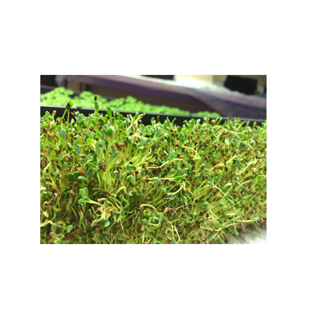 ALFALFA SPROUT