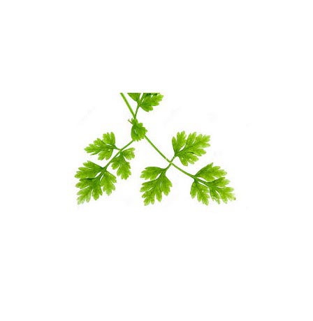 CHERVIL HERB