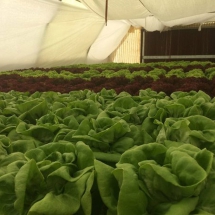 farm4