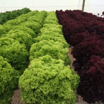 farm6
