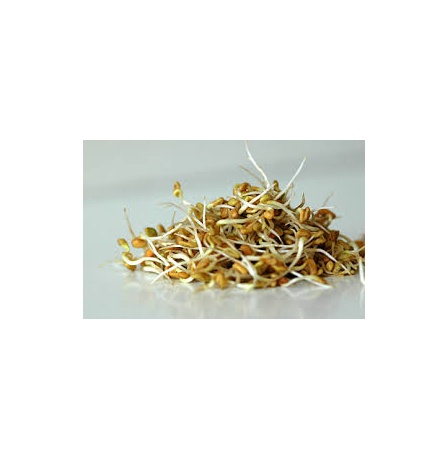 FENUGREEK SPROUTS