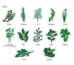 herbs