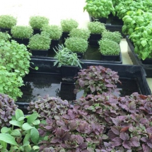 Cress