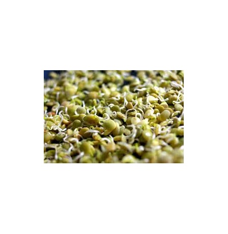 LENTIL SPROUT