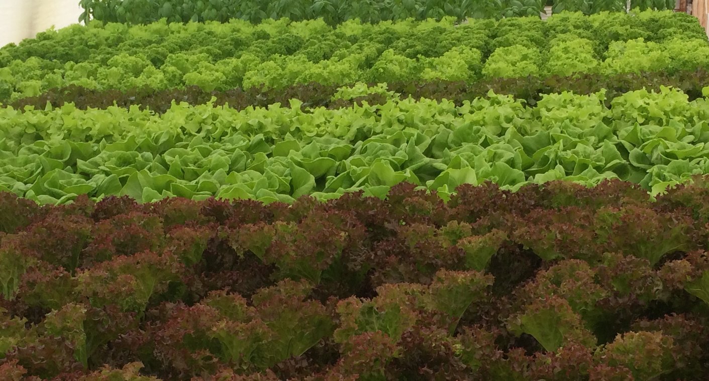 lettuce