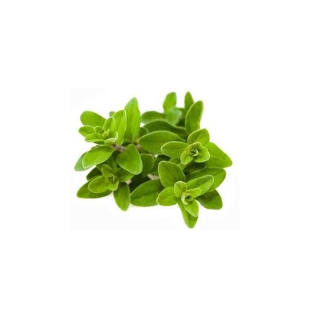 MARJORAM (NETHERLAND)
