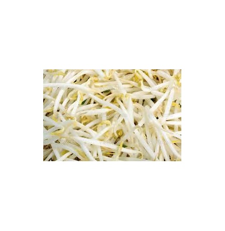 MUNG SPROUT
