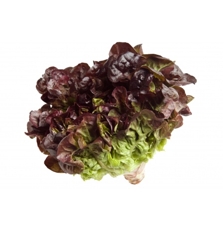 OAK LEAF RED