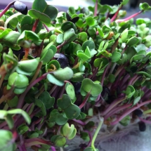 GreenRadishSprout