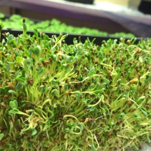 Alfalfa