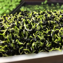 ChivesSproutGrowth