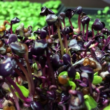 SangoRadishSprout