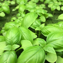 BasilGreen