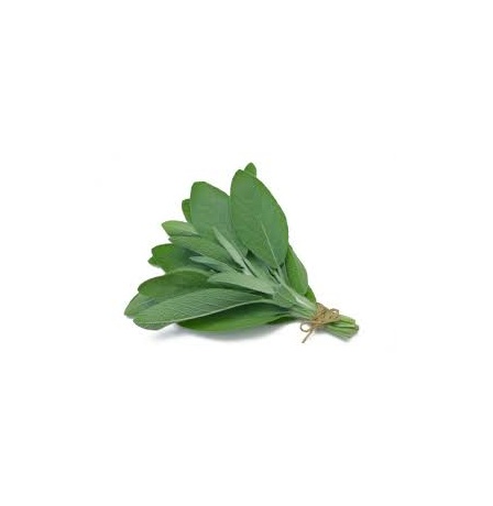 المريمية (هولندا)