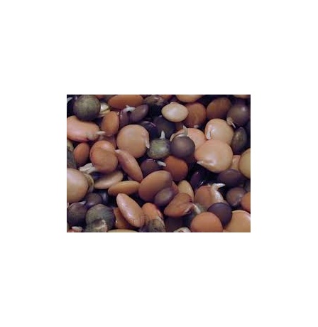 SHARI MIX SPROUT