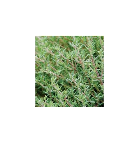 THYME (NETHERLAND)