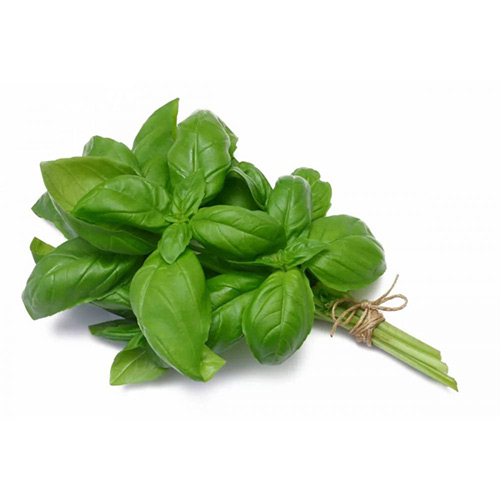Basil Saudi Sweet – PKT 100 G