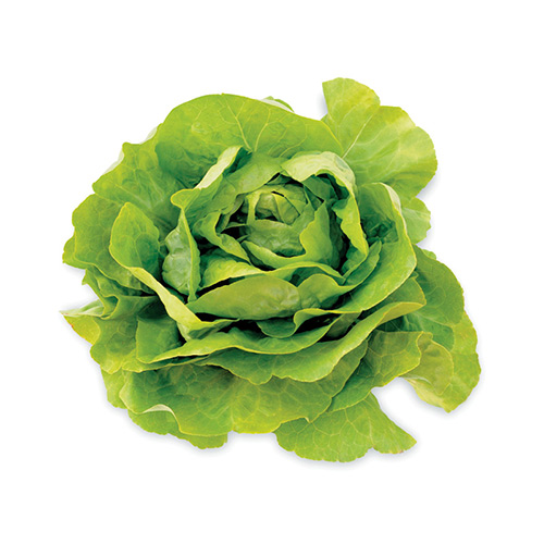 Boston Lettuce – kg