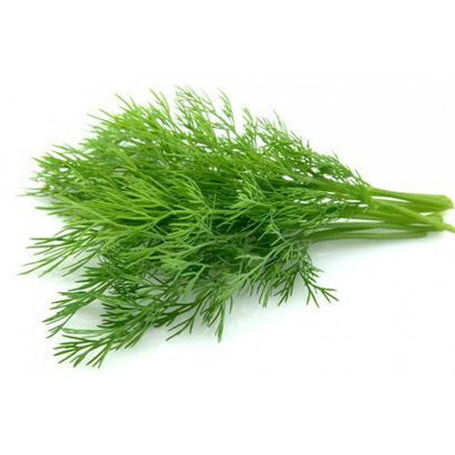 Dill Leaves – Bunch