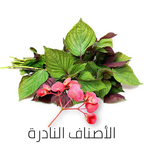 exotica