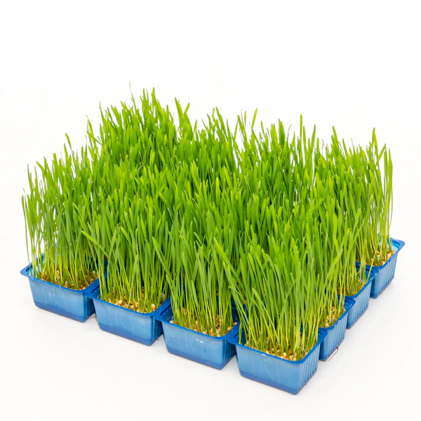 Wheat Grass – Imported Netherlands